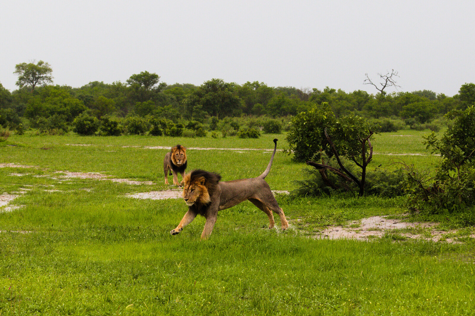 Two lions resting together in golden evening light