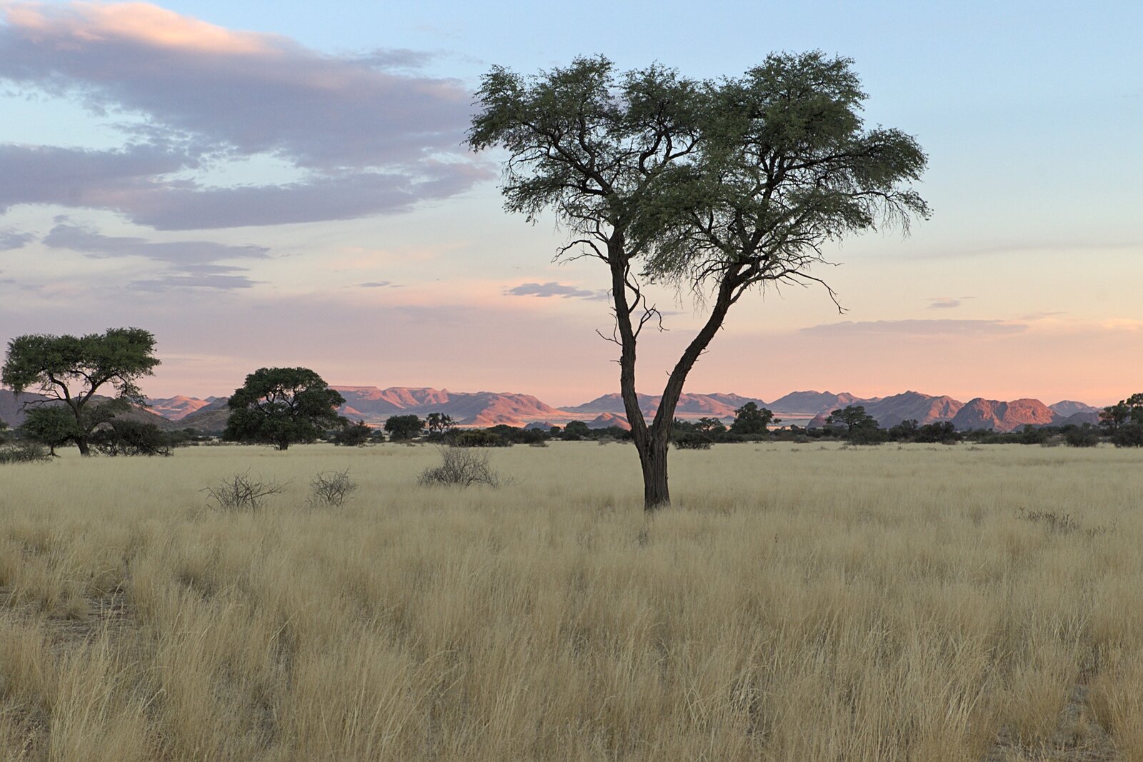 A lone acacia tree silhouetted against a fiery Serengeti sunset