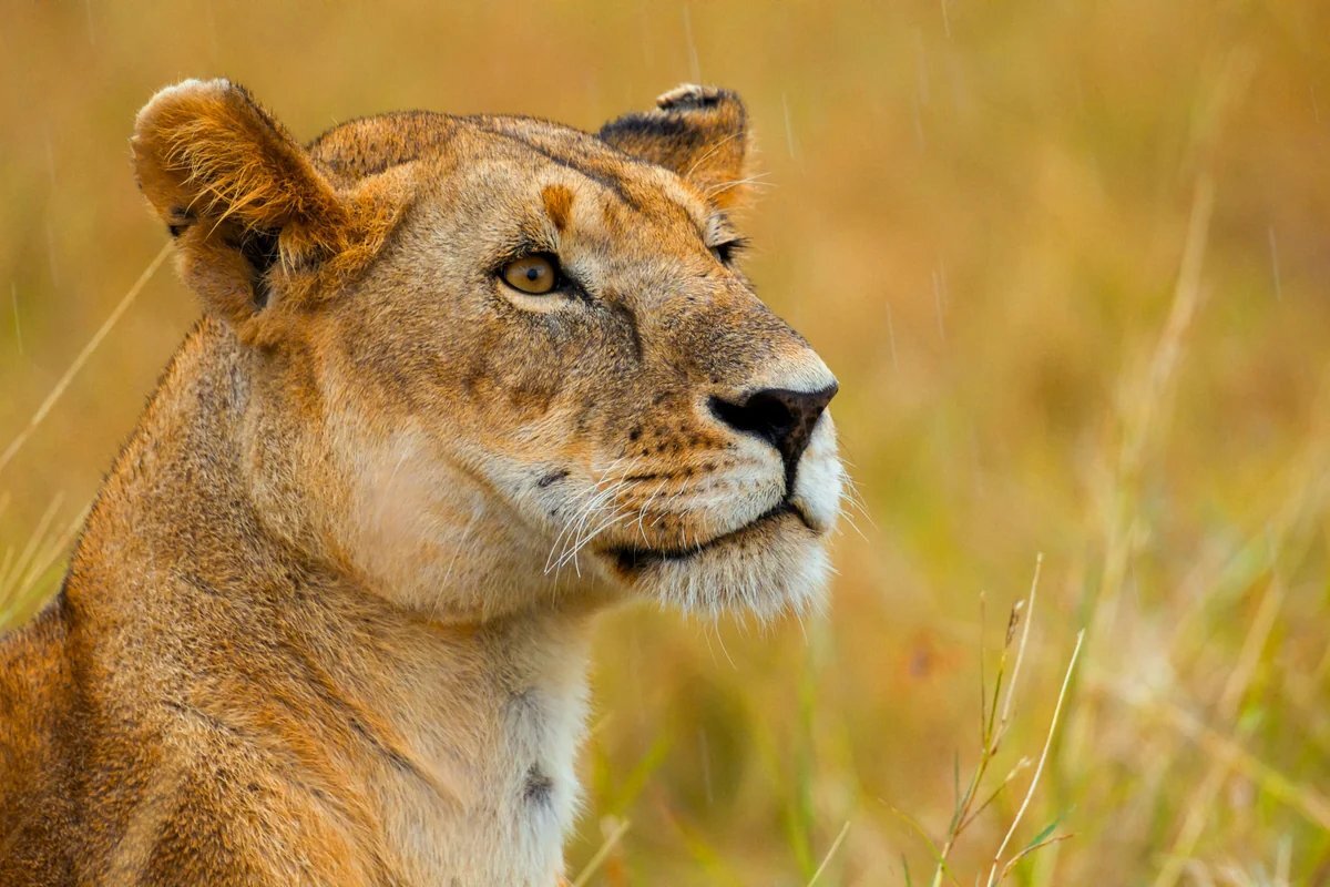 Lioness stalking prey on the Serengeti plains at golden hour
