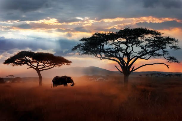 Elephant walking beneath acacia trees in the Serengeti