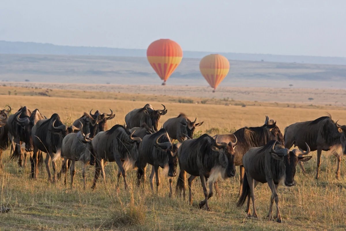 Hot air balloon floating over migration herds in the Serengeti at sunrise