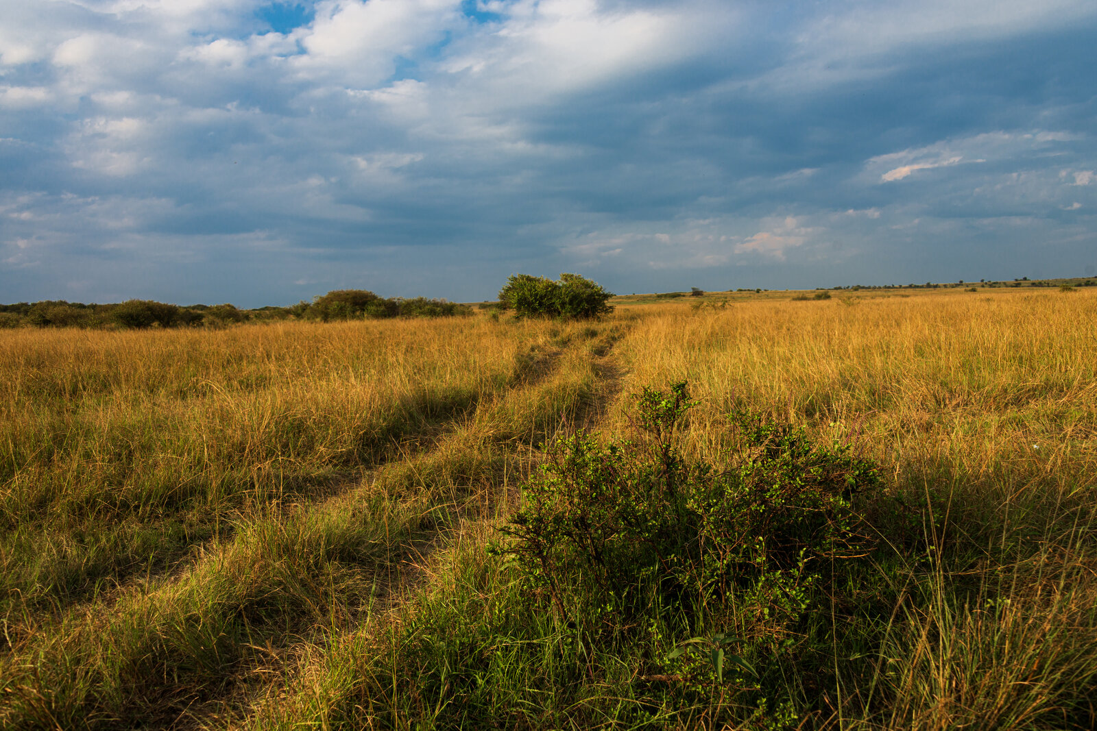 A game-drive track winding across the golden plains of the Serengeti