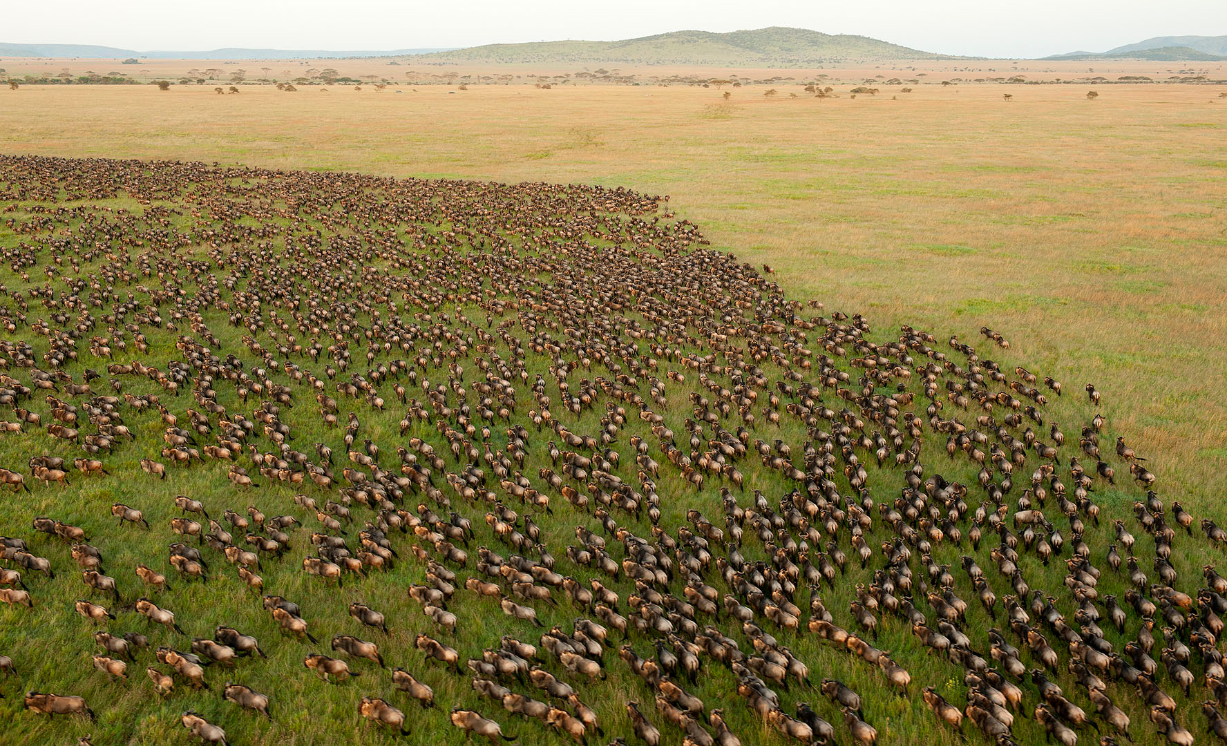 Wildebeest migration crossing Serengeti plains