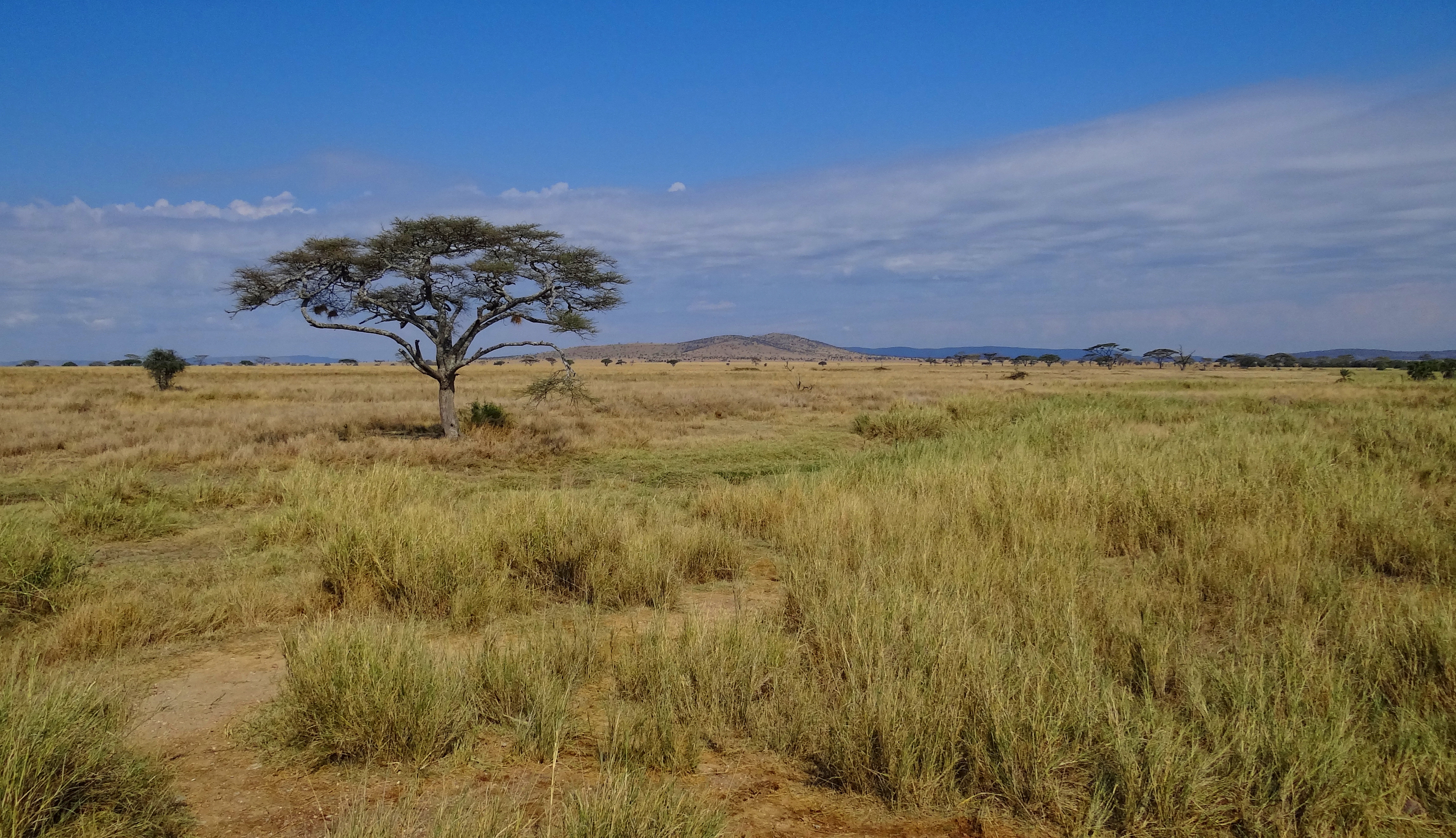 Serengeti landscape at golden hour