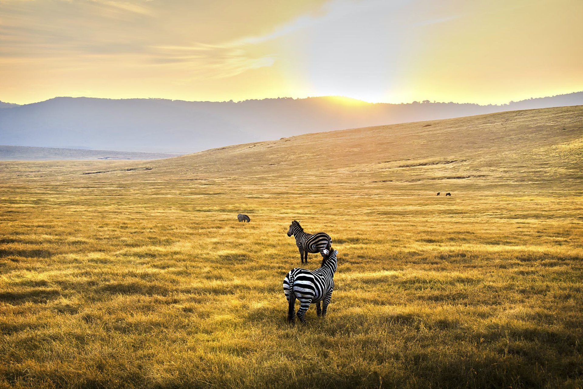 Serengeti plains at golden hour — the ultimate Tanzania safari before Zanzibar's shores