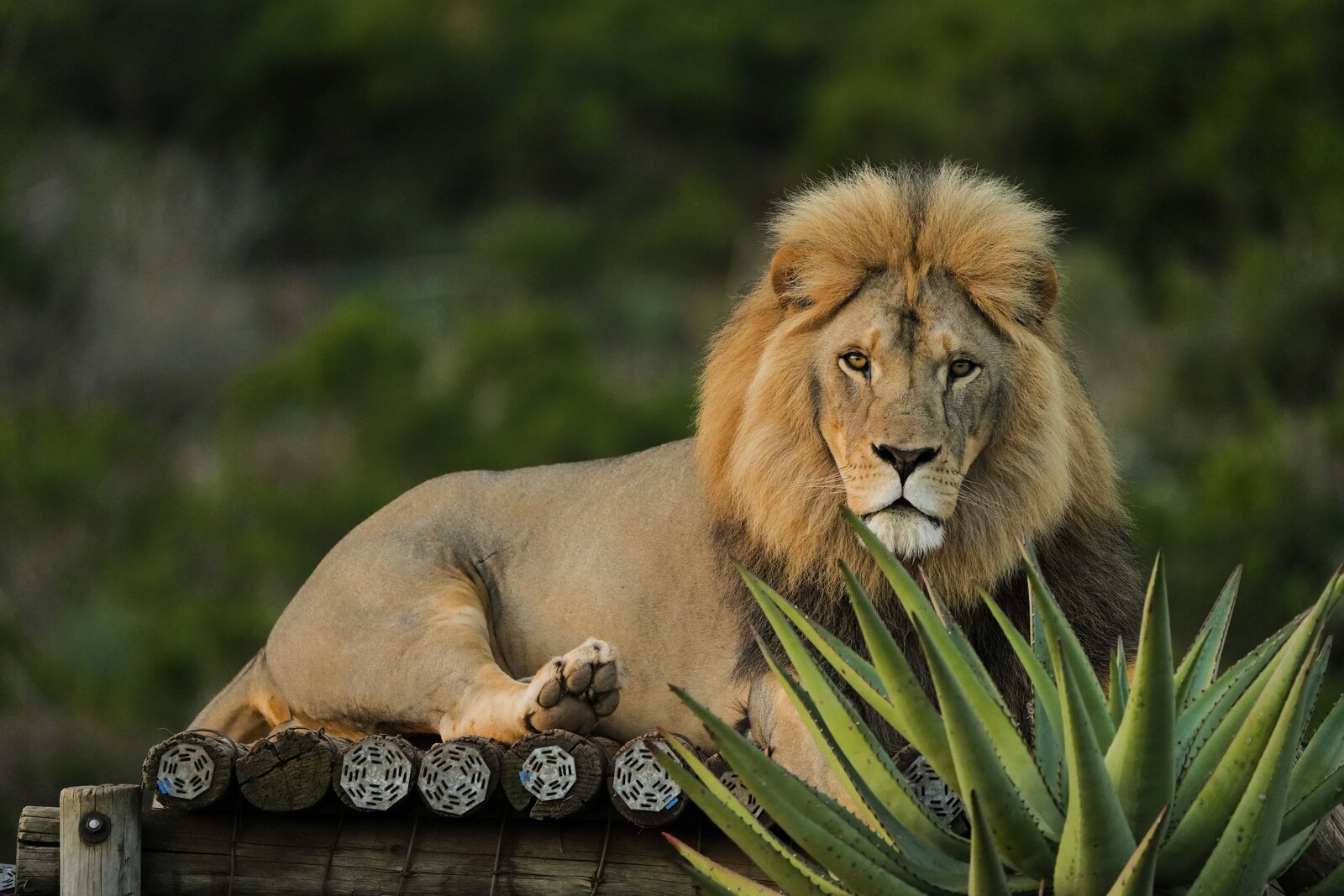 Male lion at Shamwari Private Game Reserve