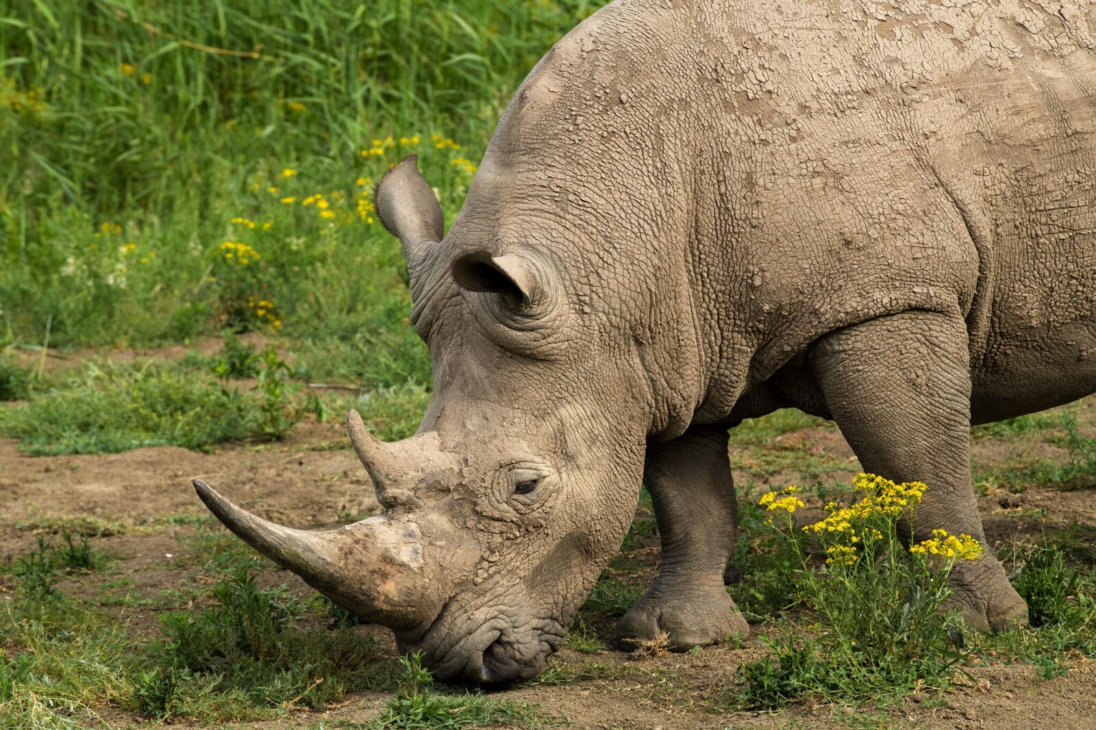 White rhino at Shamwari Private Game Reserve