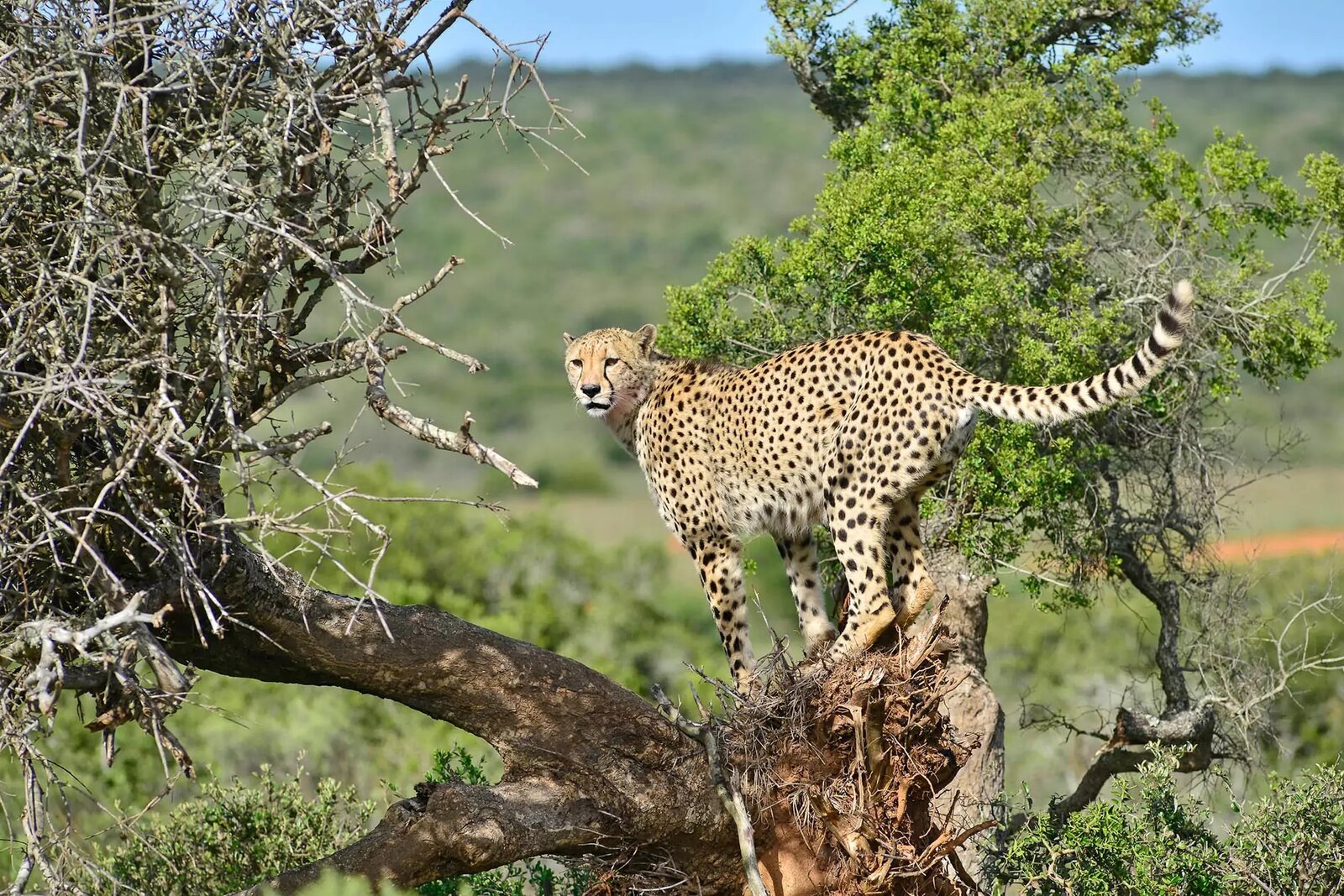 A cheetah photographed on a game drive at Shamwari Private Game Reserve