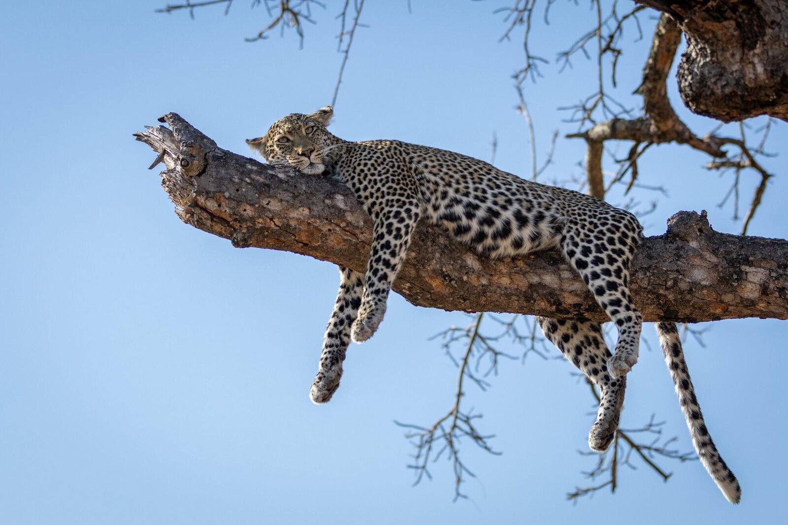 A leopard draped along a bare branch against a blue sky in the Sabi Sand