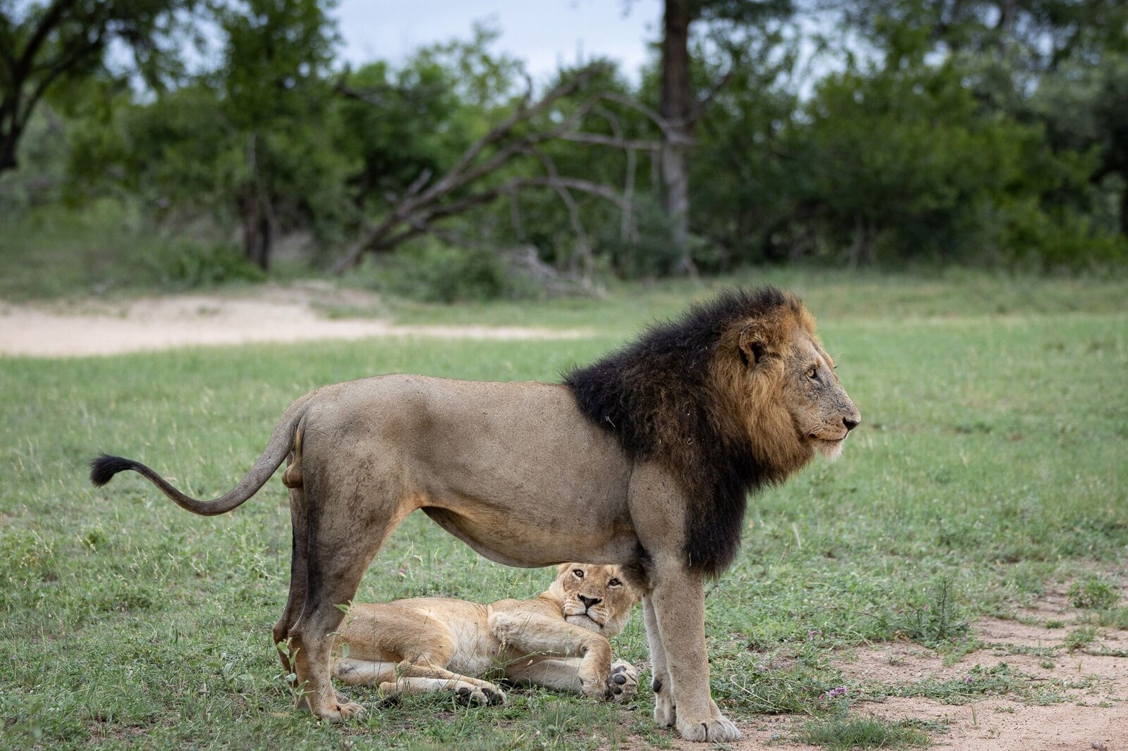 A male lion standing over a resting lioness in open grassland in the Sabi Sand