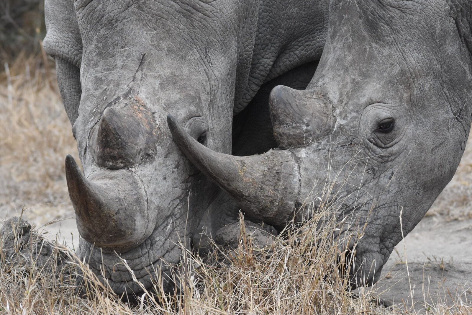 Two white rhino photographed close-up in golden light in the Sabi Sand