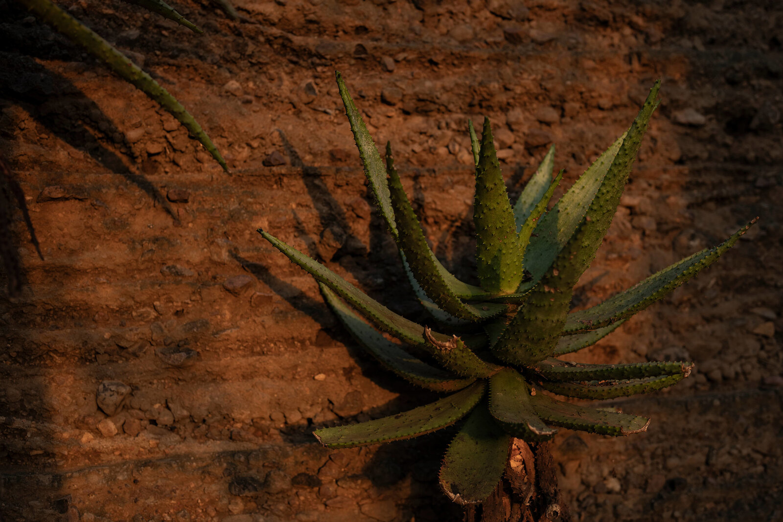 Aloe and rock detail on the Lebombo concession in eastern Kruger