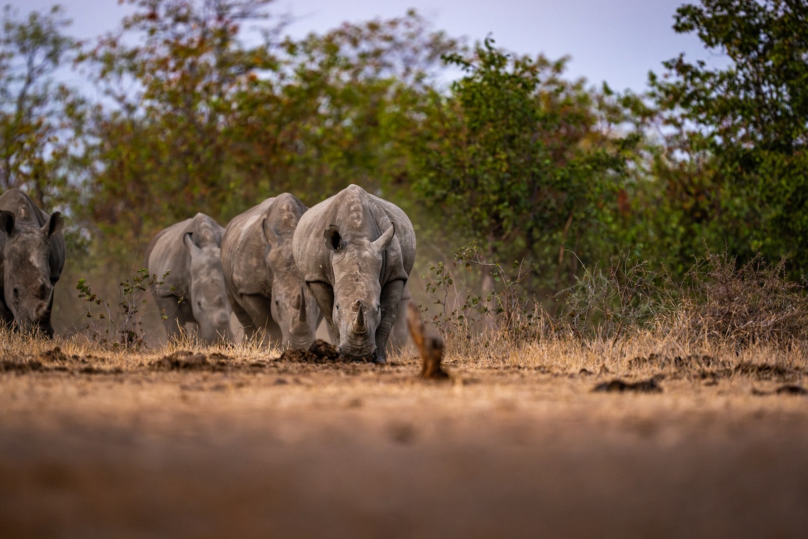 White rhino at a waterhole in the Malilangwe Wildlife Reserve