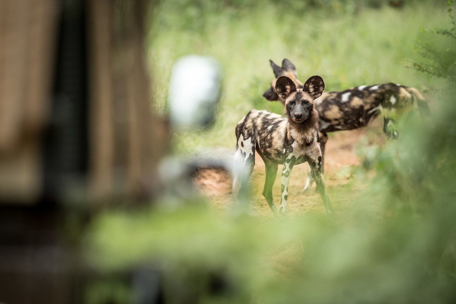 African wild dog seen on a game drive at Singita Pamushana