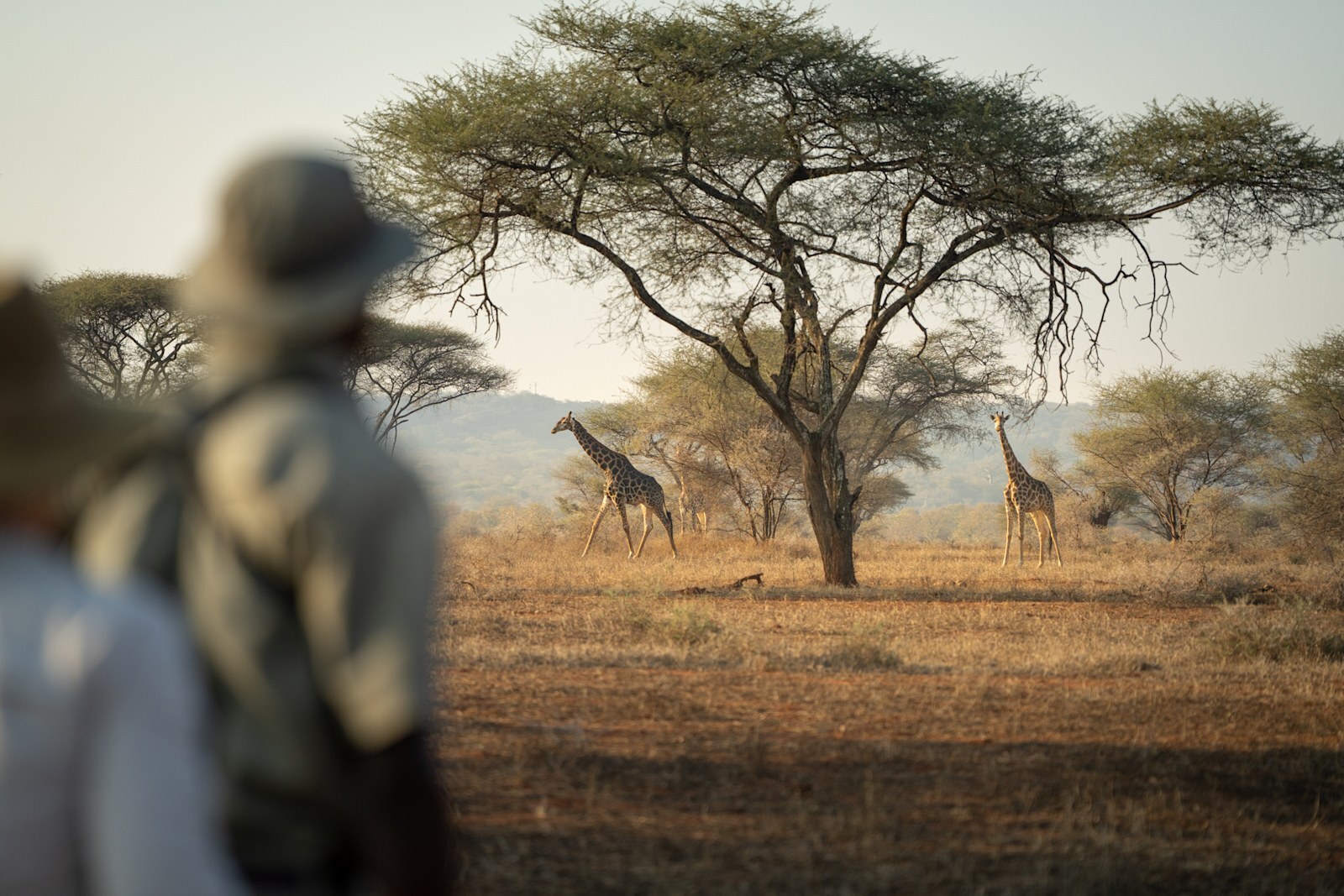 Walking safari with a tracker and giraffe encounter at Malilangwe