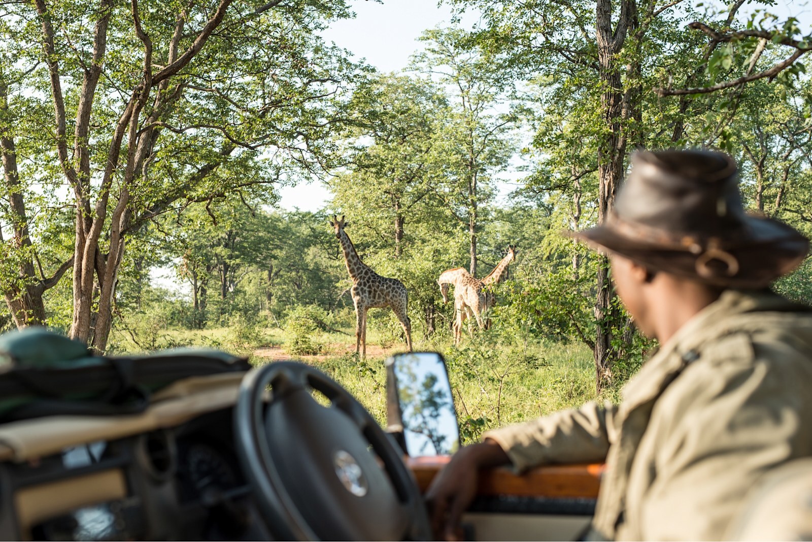 Game drive with giraffe at Singita Pamushana, Malilangwe