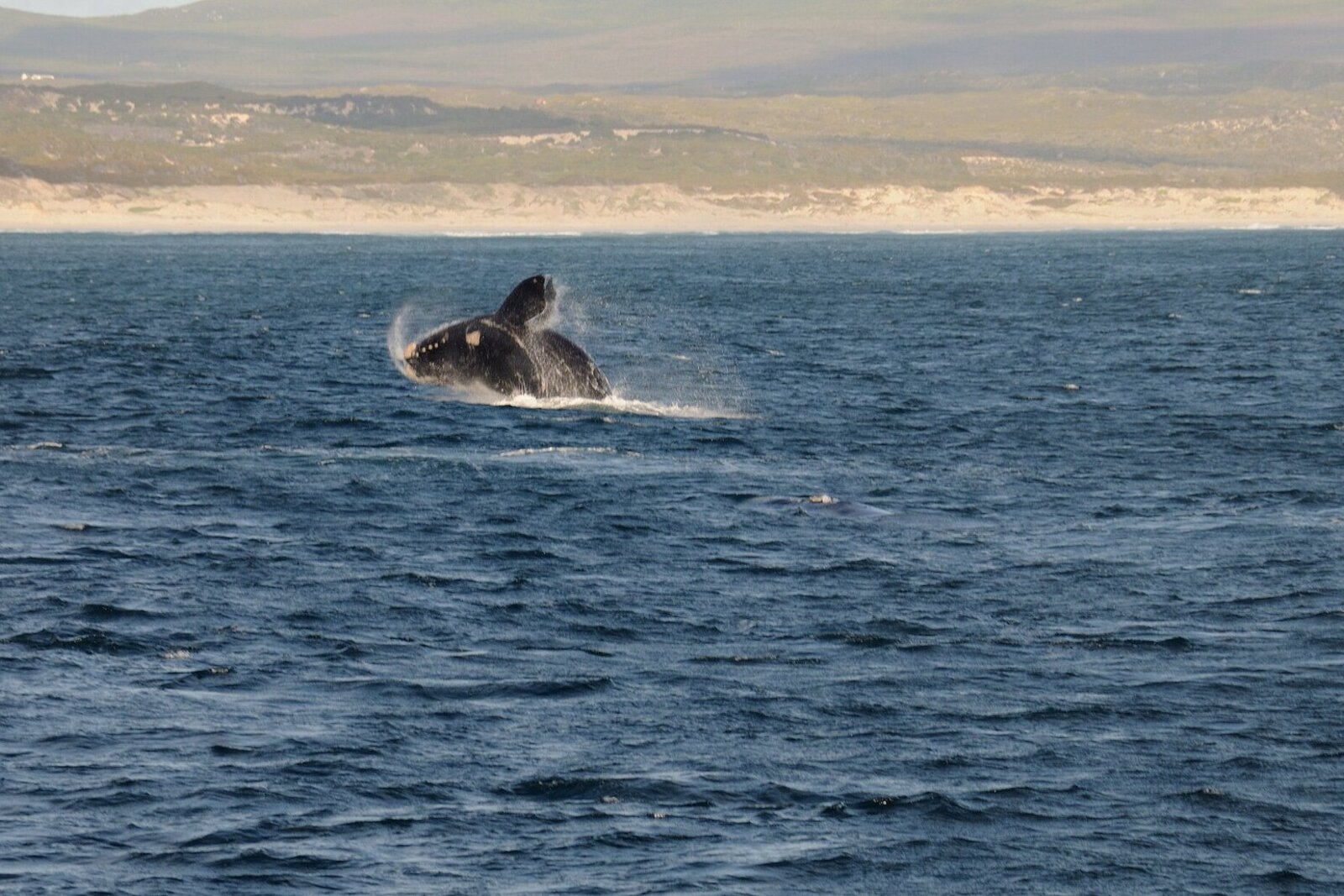 Whale watching at Hermanus on a day trip from Cape Town