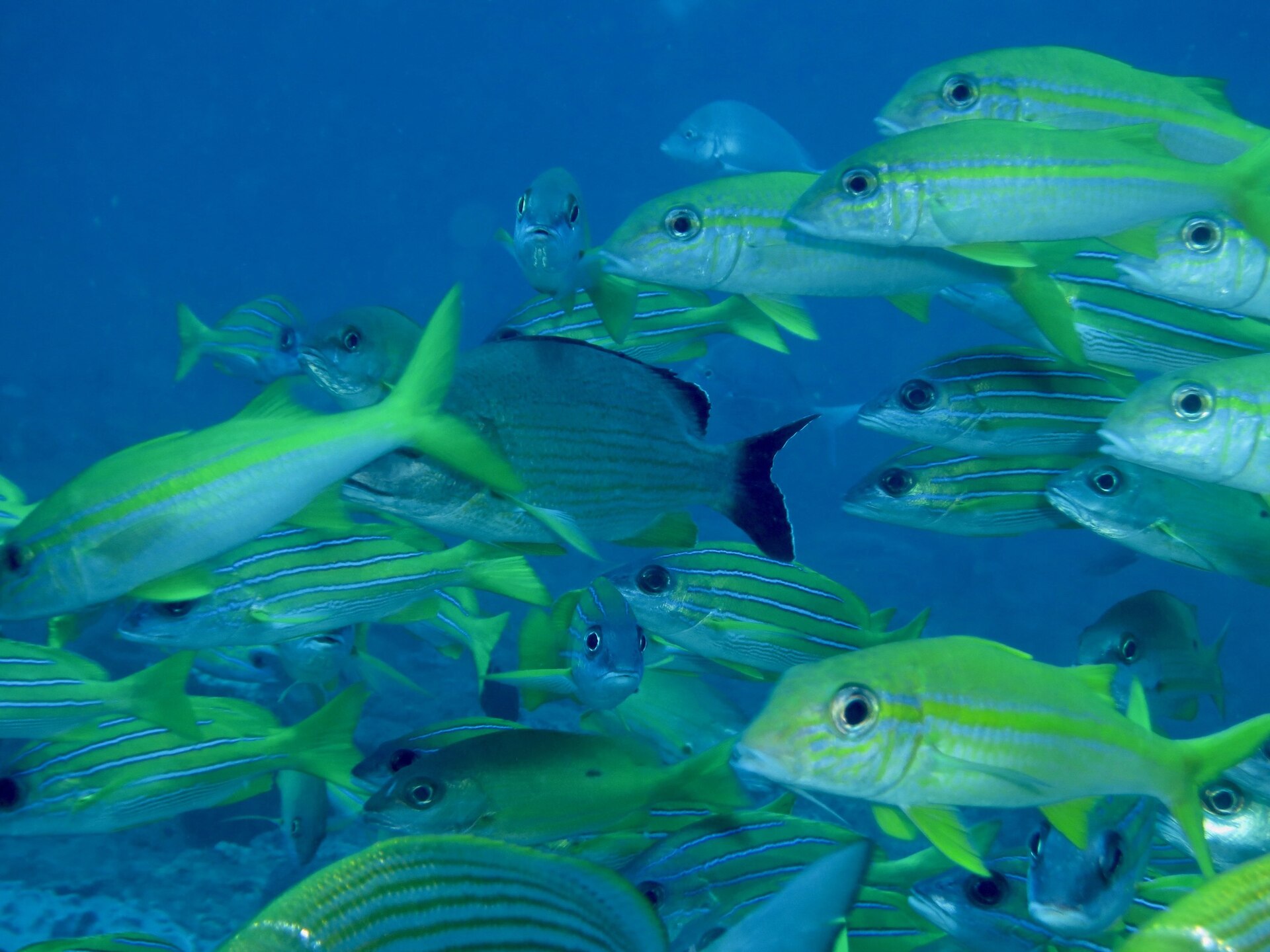 A bannerfish over the coral reef at Sodwana Bay