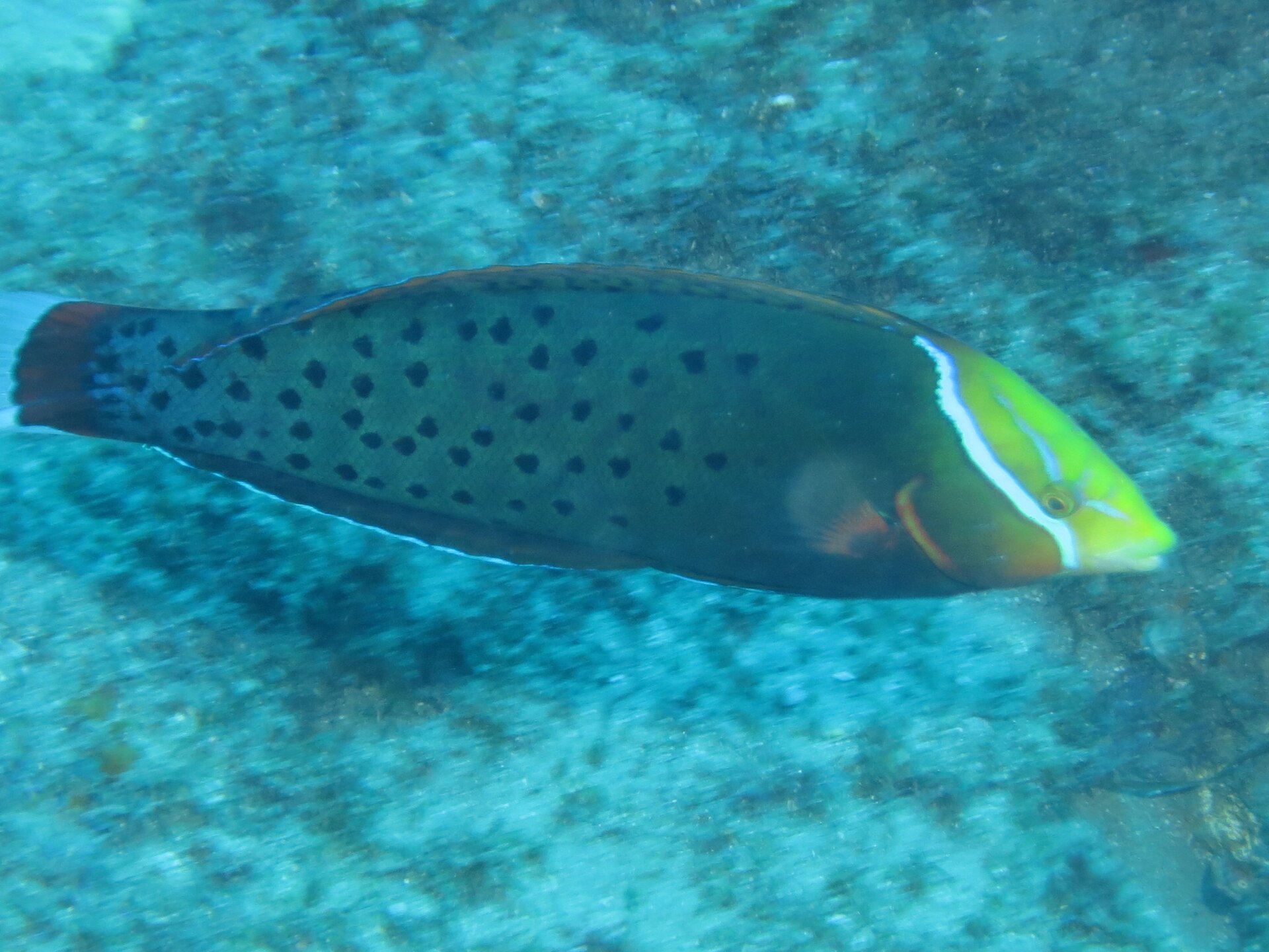 A shoal of tropical reef fish over the coral at Sodwana Bay