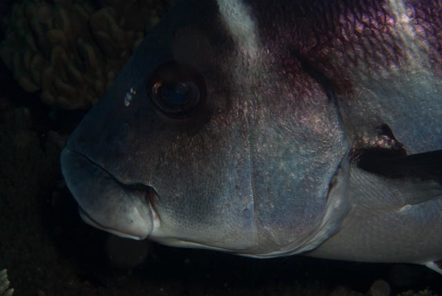 A colourful reef fish over the coral at Sodwana Bay