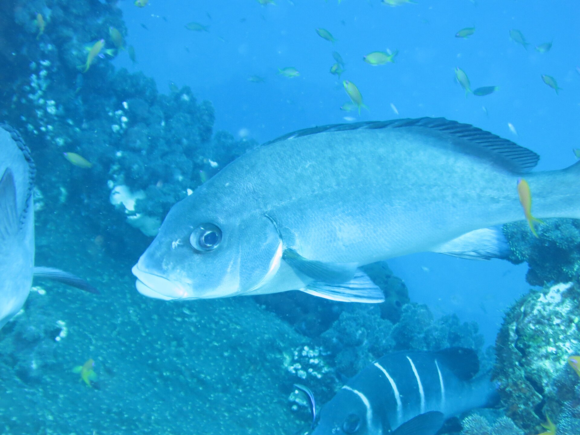 A large potato bass on a reef at Sodwana Bay