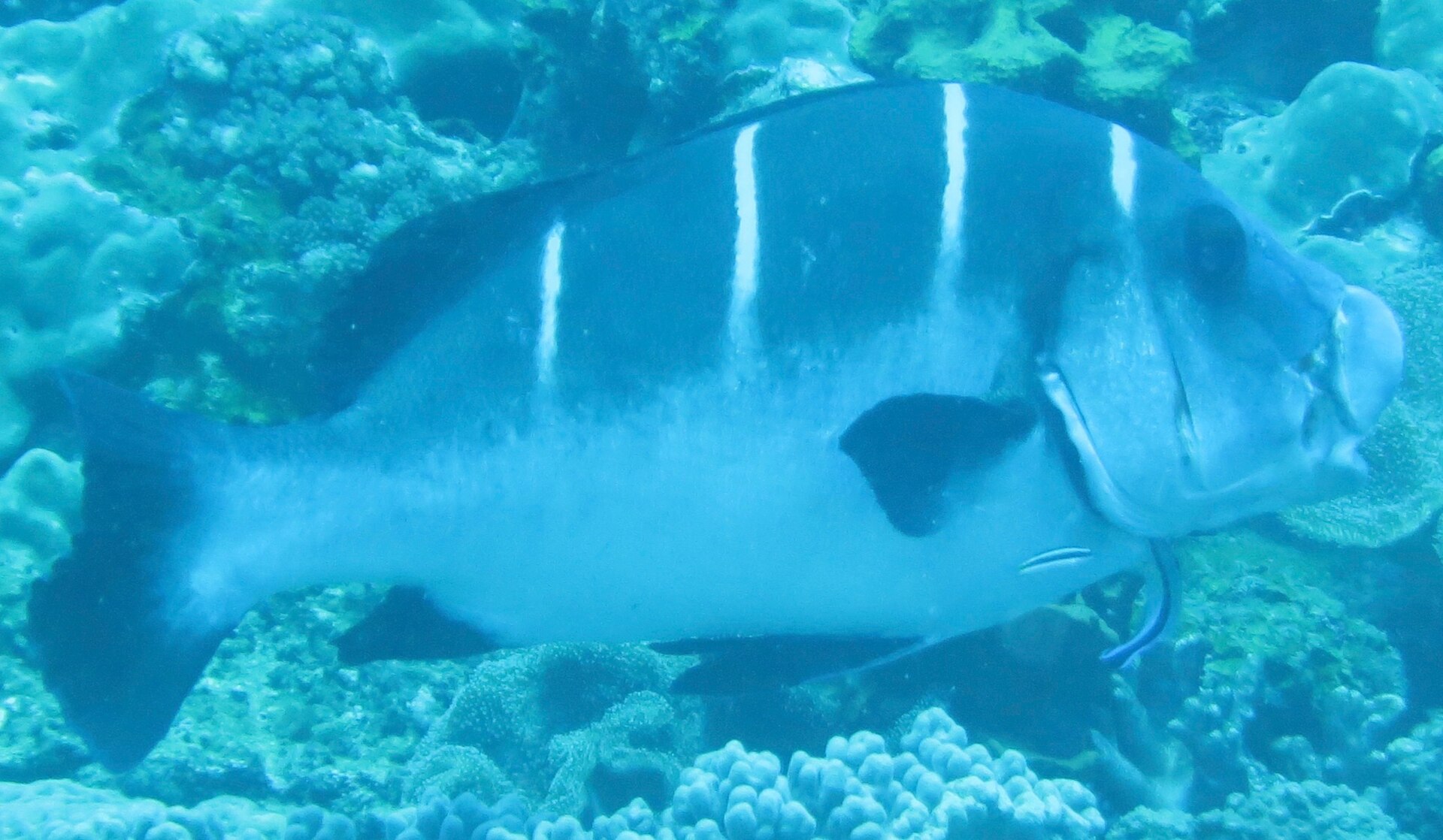 A grouper resting in the coral on a reef at Sodwana Bay