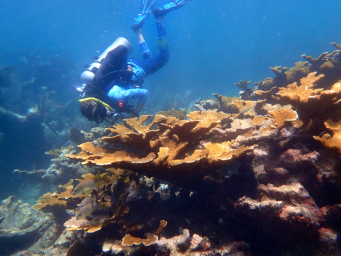 A diver gliding over a coral reef in the clear water at Sodwana Bay
