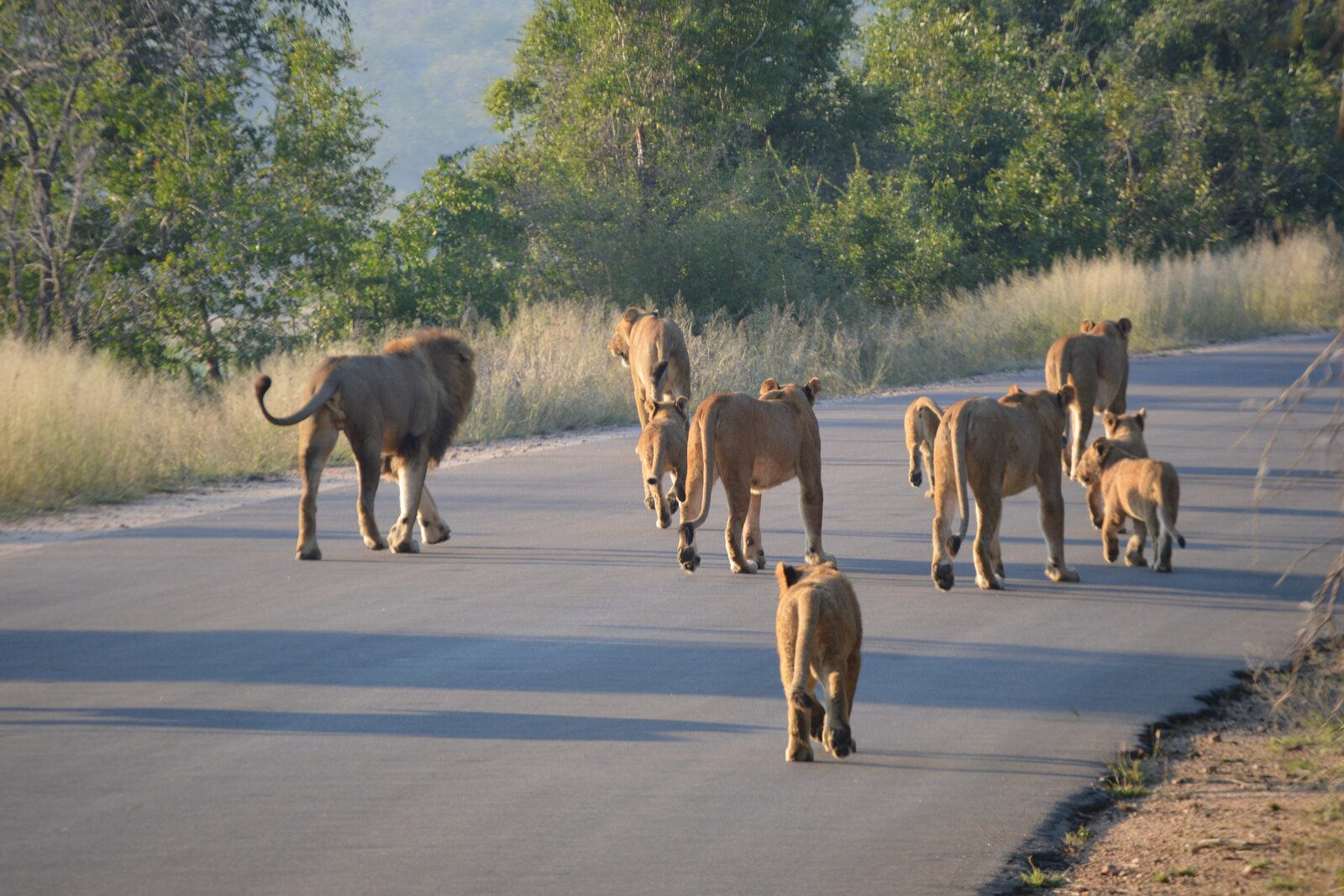 A pride of lions walking straight down the tar road in Kruger in front of a stopped car