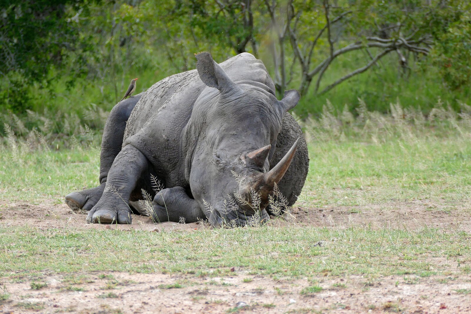 A white rhino resting on open grassland in Kruger National Park
