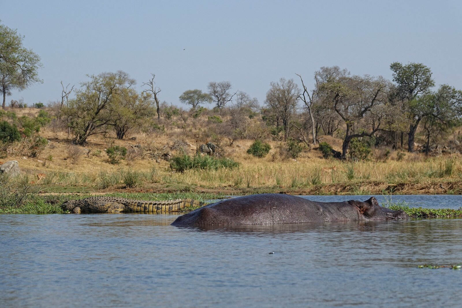 A hippo and a crocodile at the edge of a river in Kruger National Park