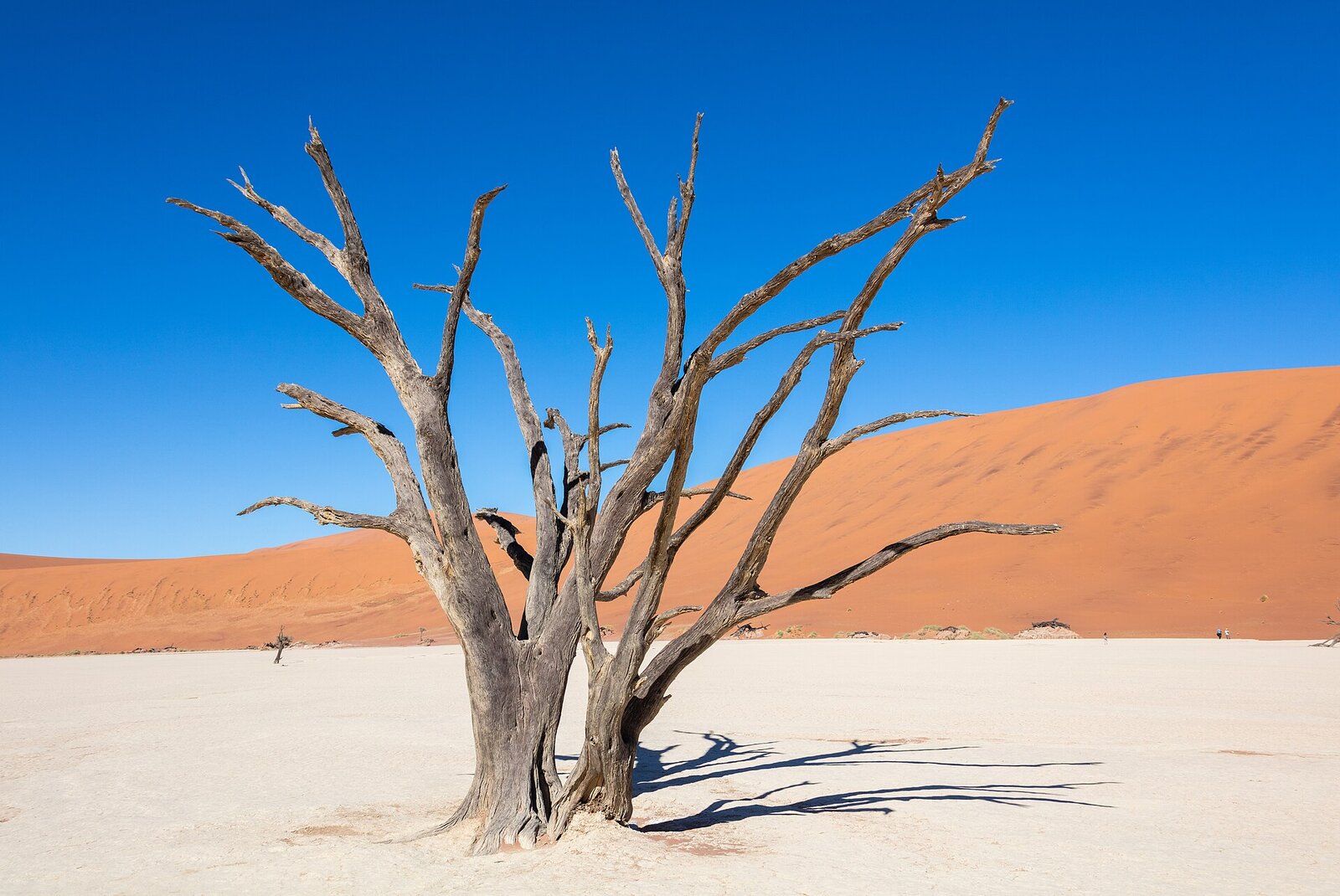 The white clay pan of Deadvlei with dead camel-thorn trees below a red dune