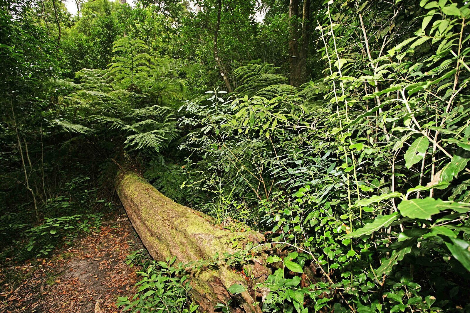 A couple walking through an indigenous Garden Route forest of tall trees