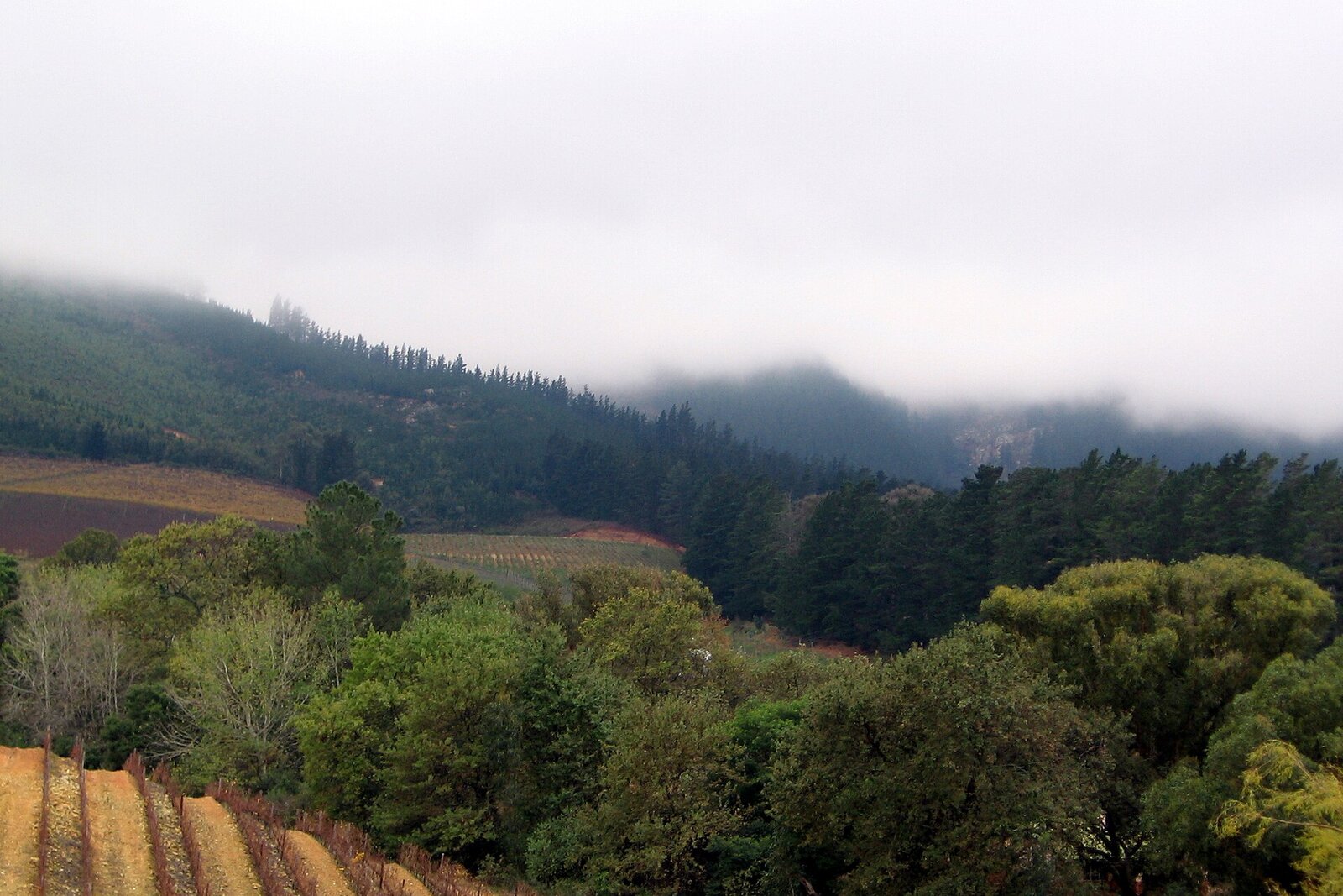 Cool-climate vineyards of the Hemel-en-Aarde valley near Hermanus
