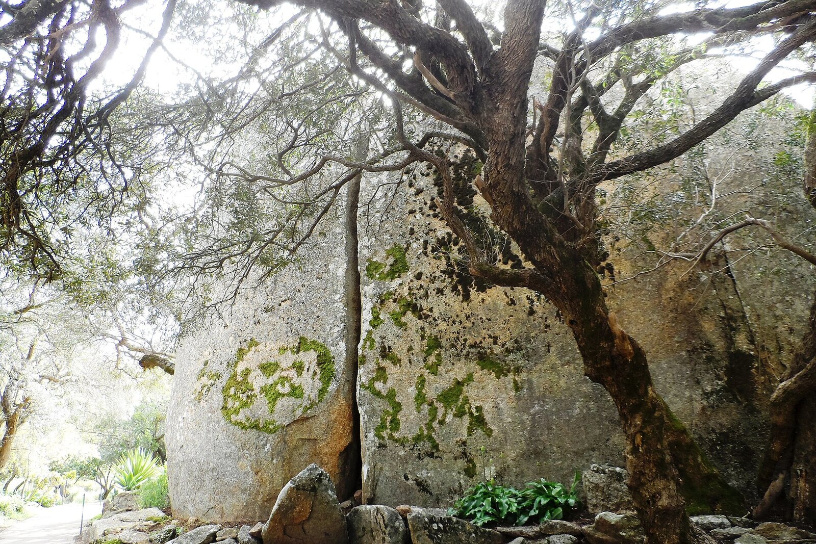 Paarl Rock rising above vineyards in the Cape Winelands