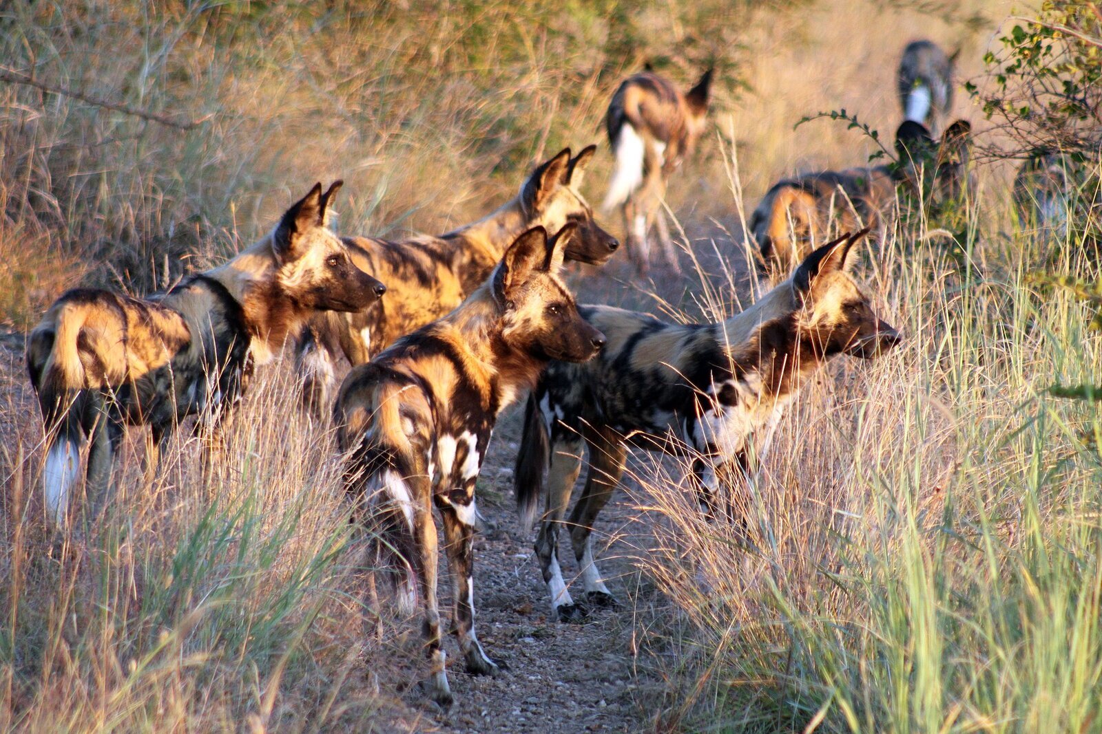 A pack of African wild dogs in Madikwe Game Reserve