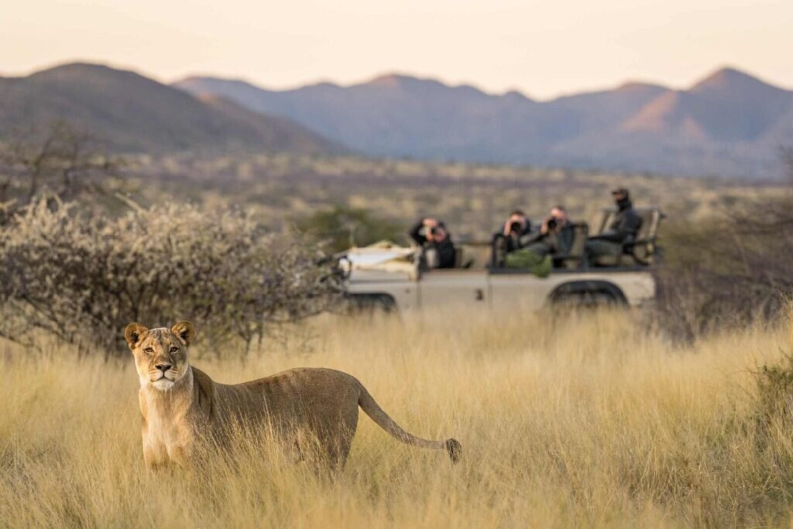 A Kalahari lioness beside a game-drive vehicle in Kgalagadi
