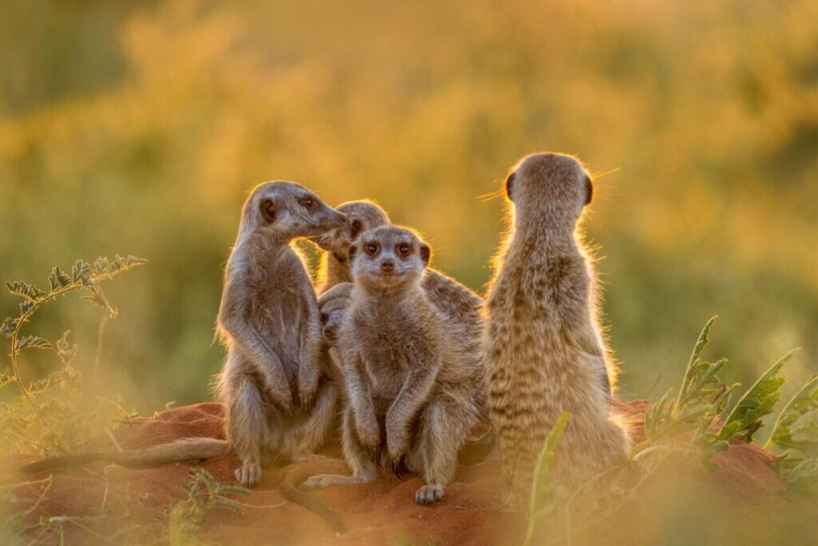 Meerkats at dawn in the Tswalu Kalahari reserve