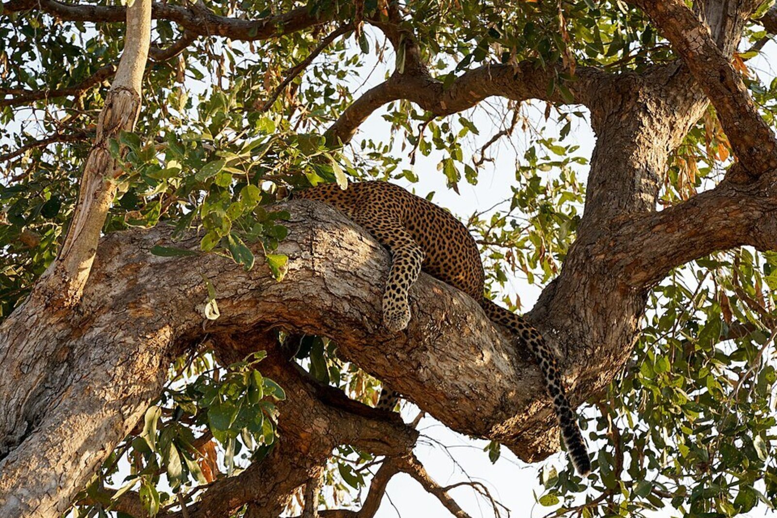 Leopard beside the Luangwa River at dusk