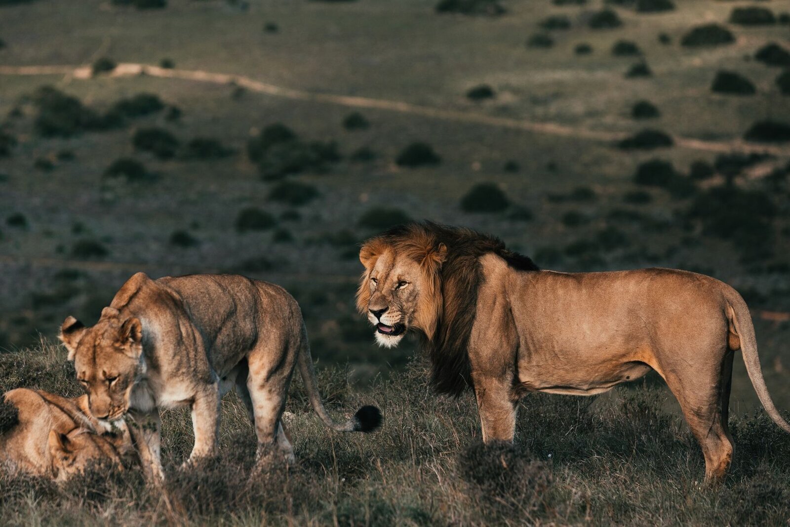 A lion pride at sunset in the bushveld on a Southern Africa safari