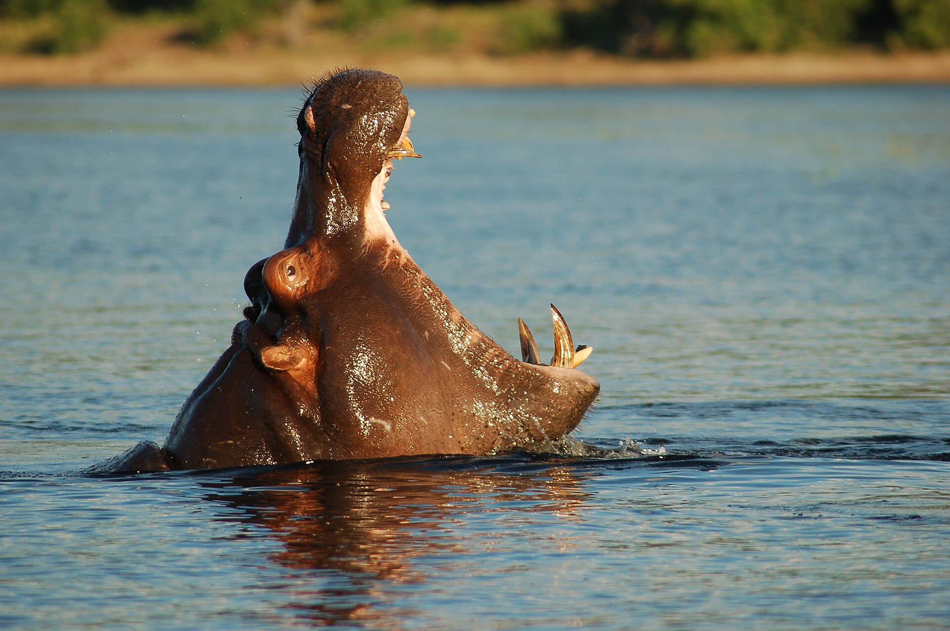 A hippo on the bank of the St Lucia estuary at dusk