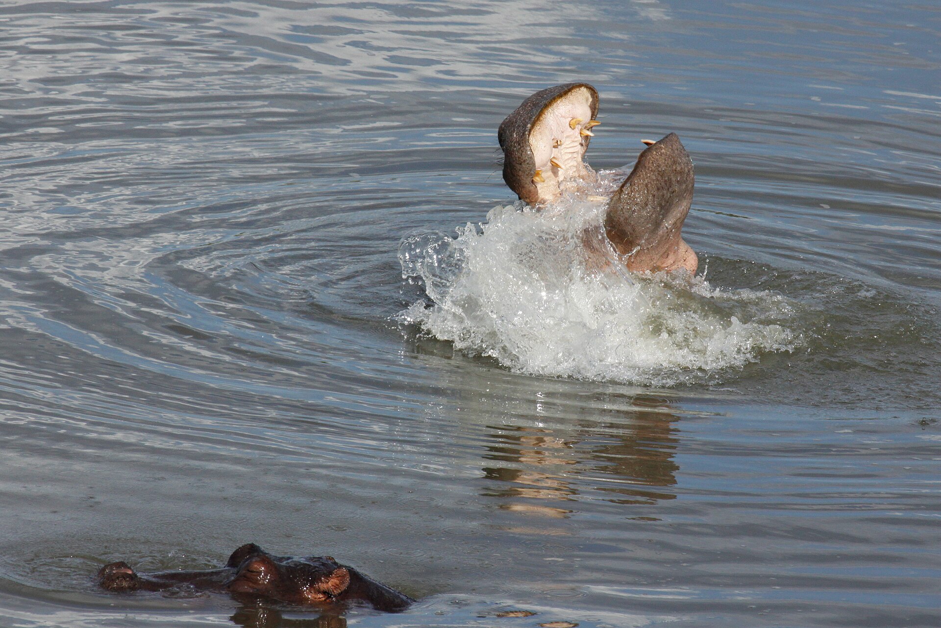 A hippo yawning wide in the St Lucia estuary in iSimangaliso Wetland Park