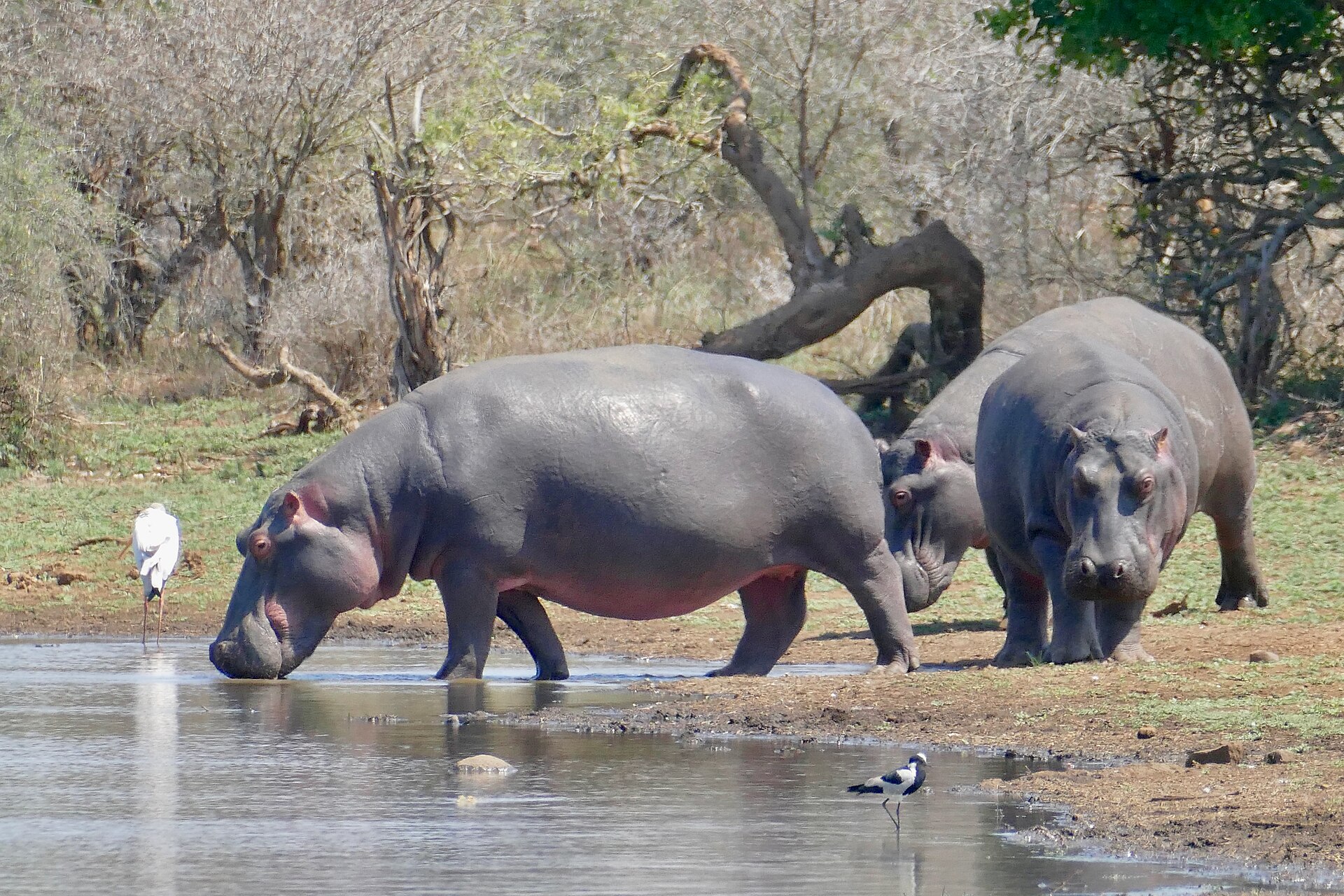 A hippo splashing as it surfaces in the St Lucia estuary