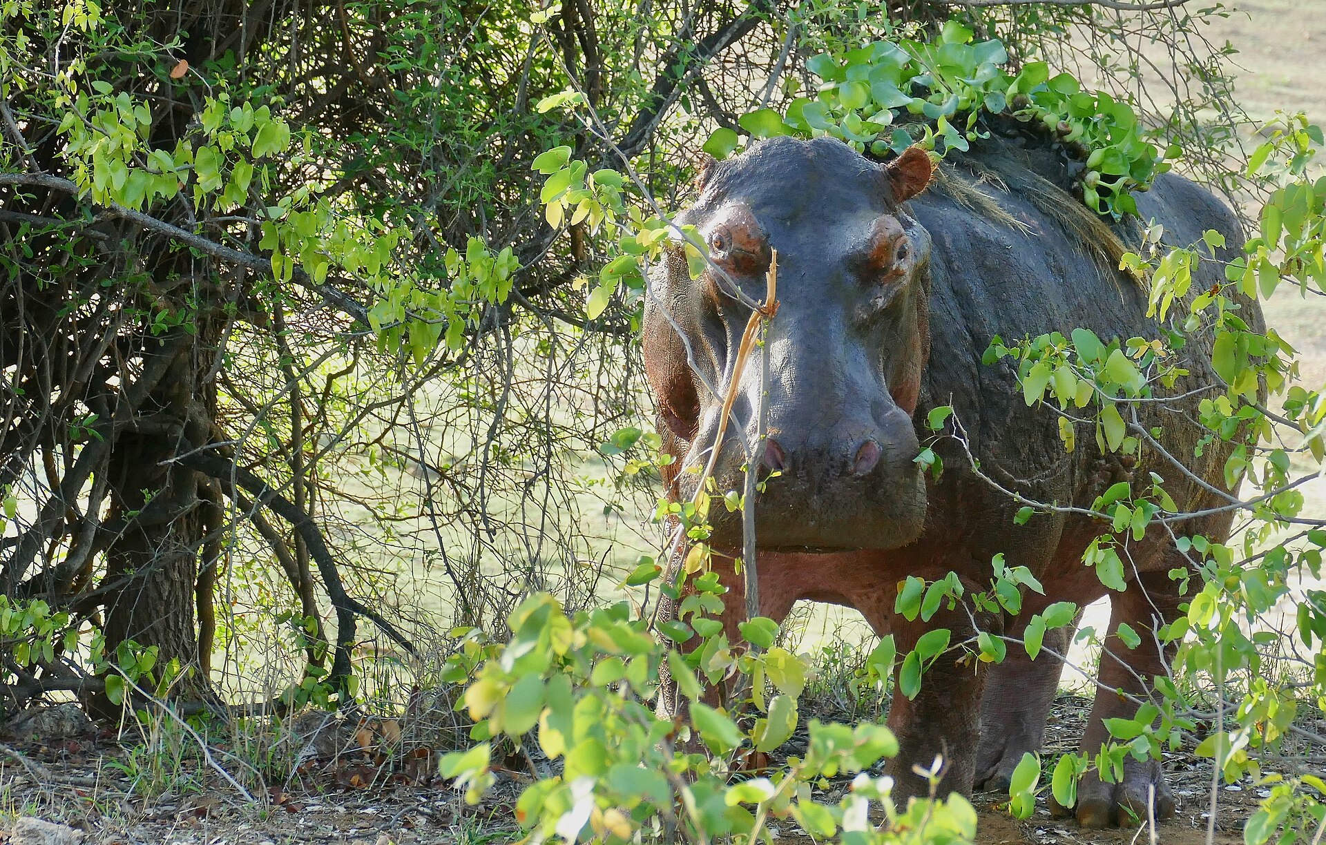 A hippo among the reeds at the edge of the St Lucia estuary
