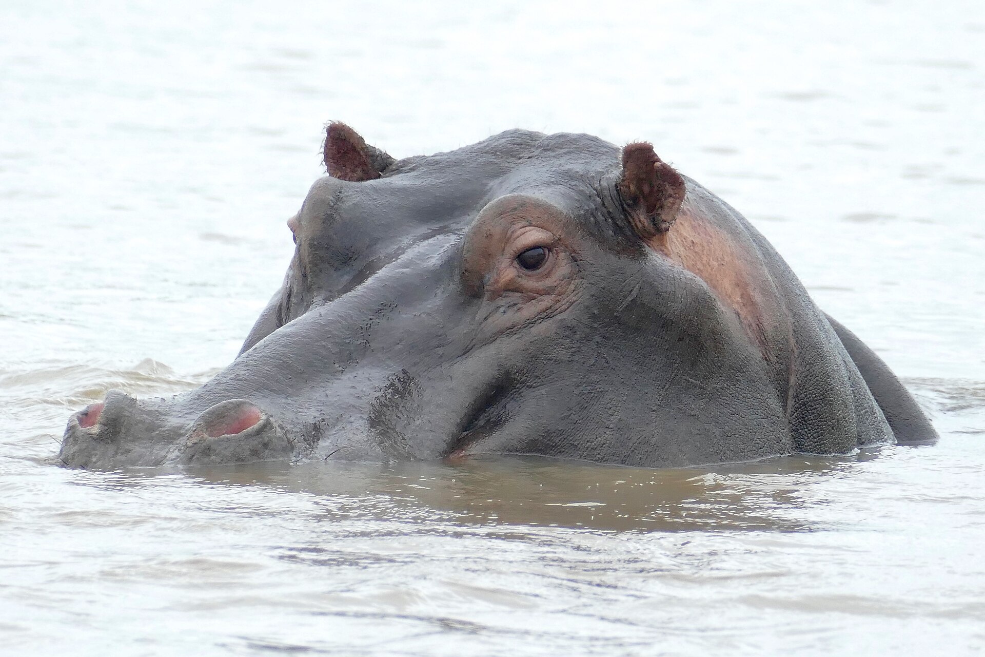 A hippo in the vegetation along the St Lucia estuary