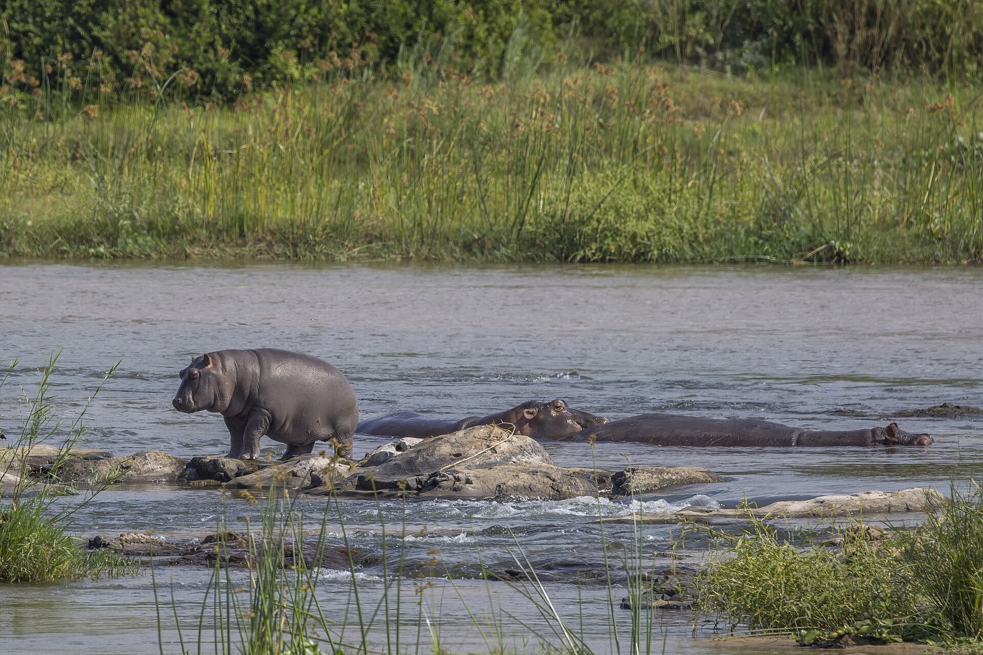 A hippo surfacing with only its eyes and ears above the water in Lake St Lucia