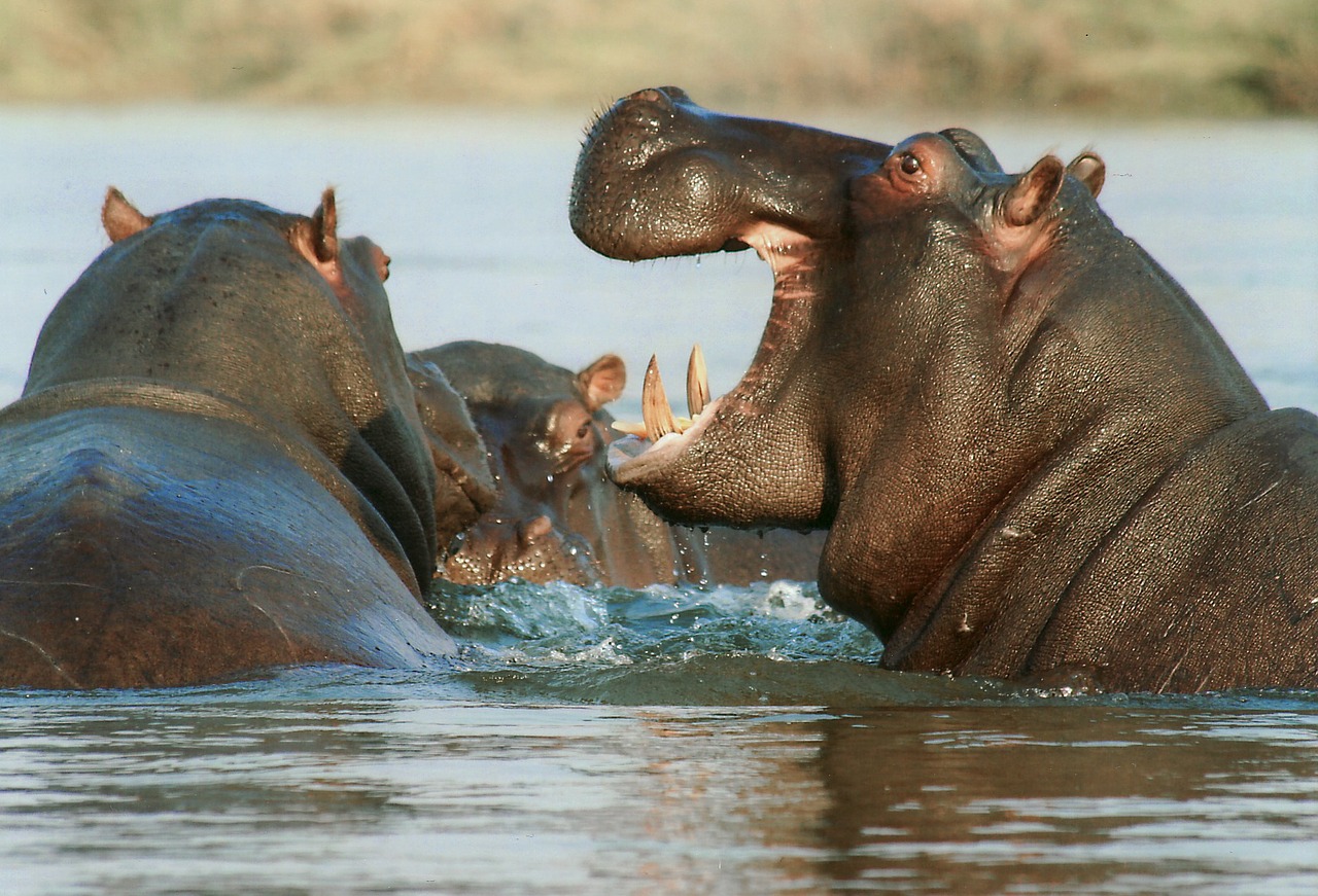 Hippos in the golden late-afternoon water of the St Lucia estuary