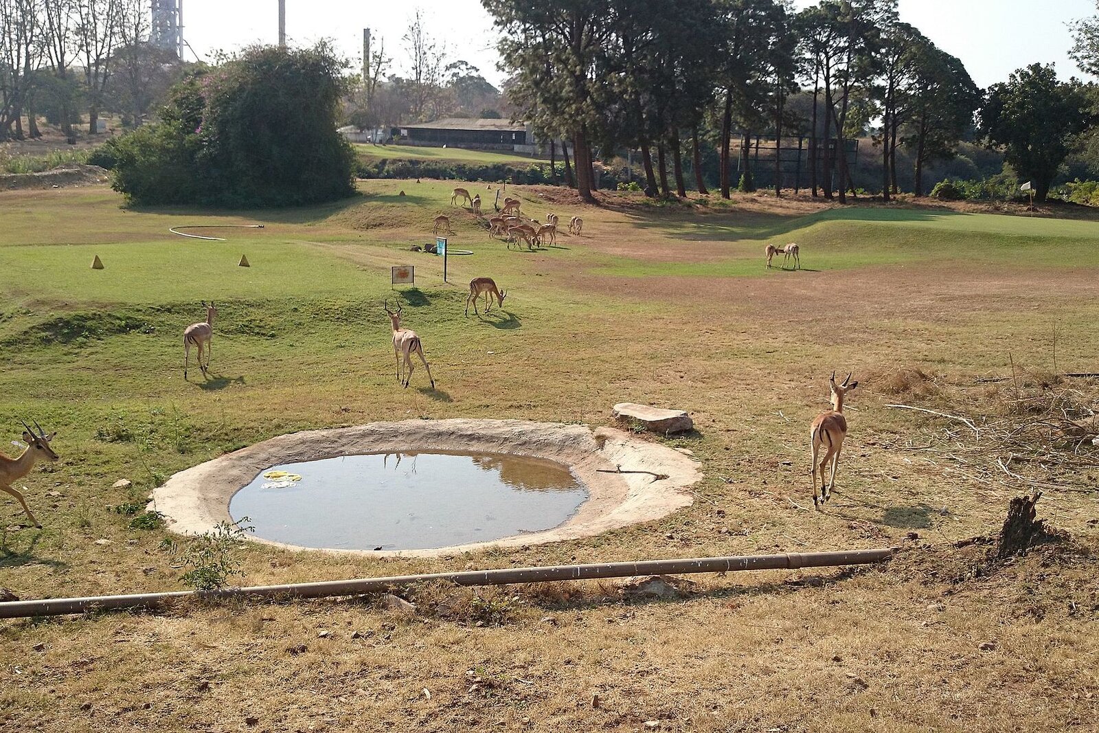 Antelope at a waterhole on a South African bushveld golf course