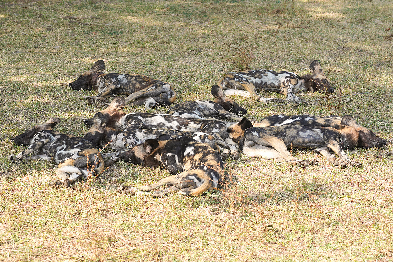 A pack of wild dogs rests in the shade near Tafika