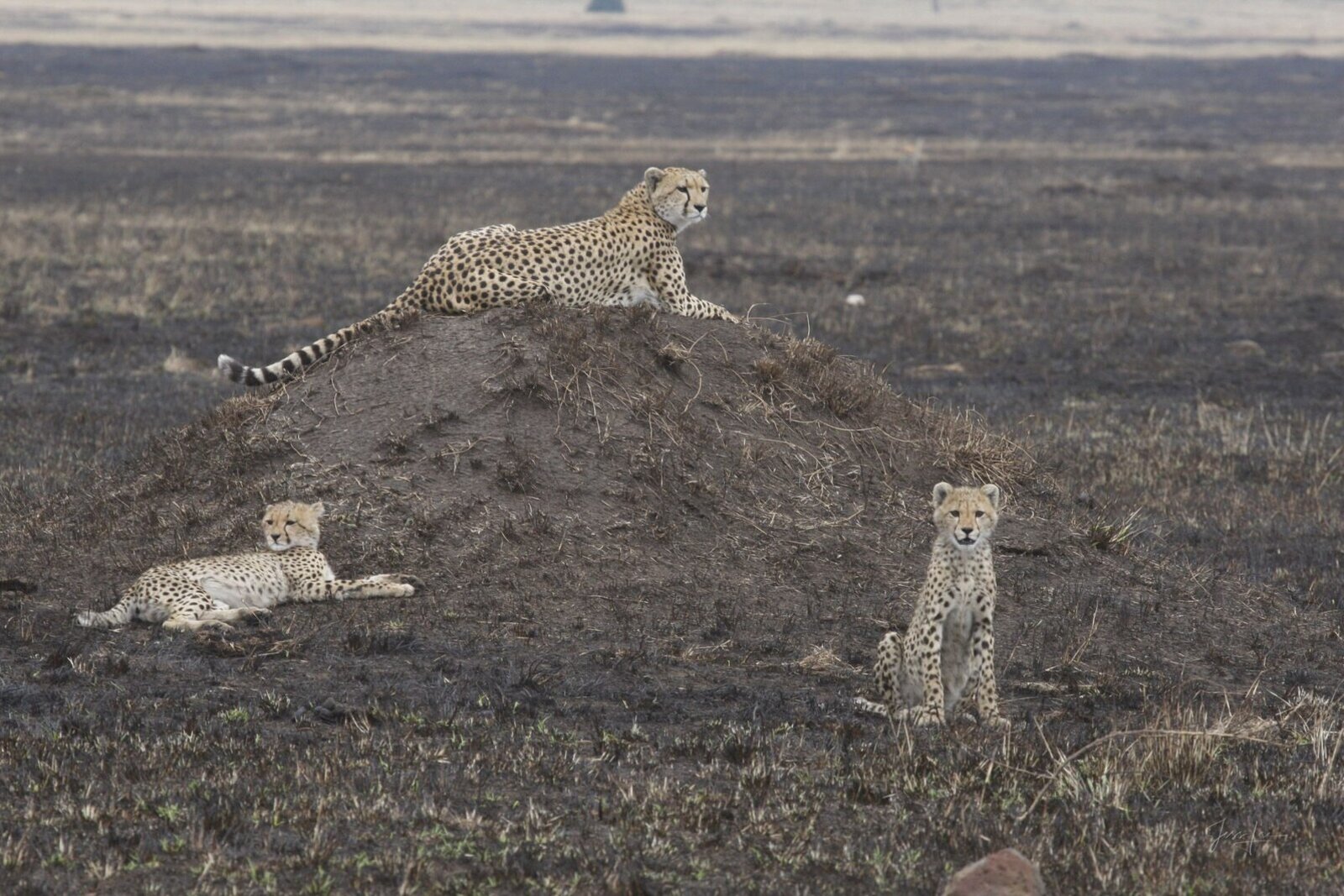 A private open safari vehicle on a sunset game drive across the plains