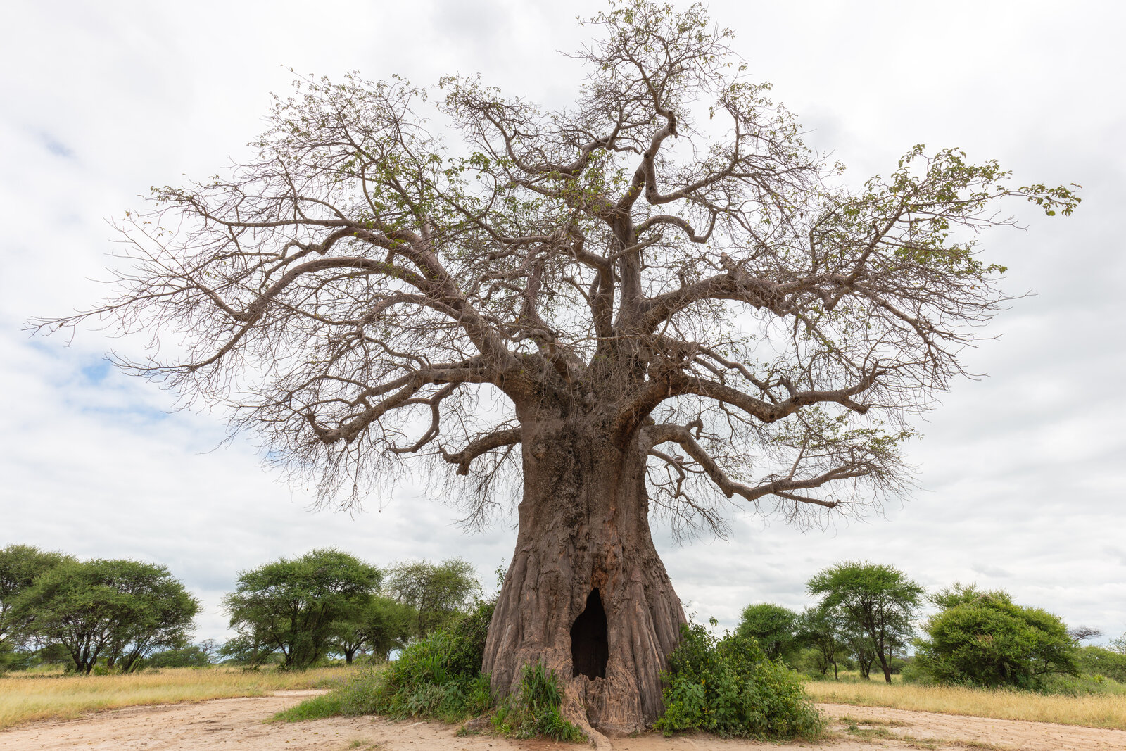 An ancient baobab tree standing over the Tarangire bush in Tanzania